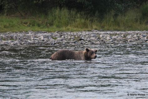 Brown Bear in Kenai | To & Fro