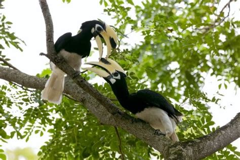 Burung Enggang Hutan Gambar Burungku