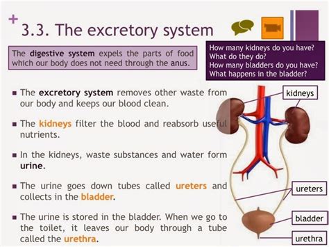 Tic Tac Science Year 4 Unit 3 How Our Body Works The Excretory System