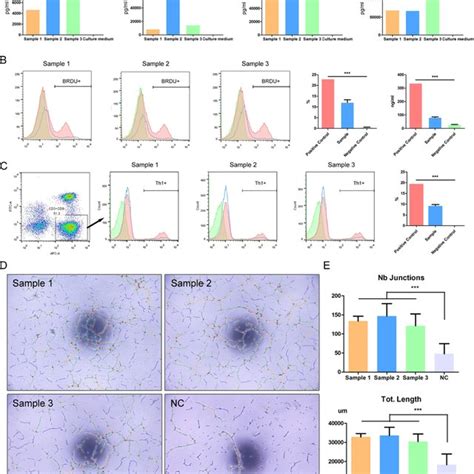 In Vivo Safety Evaluation Of Huc Mscs Sheet A Schematic Illustrations Download Scientific