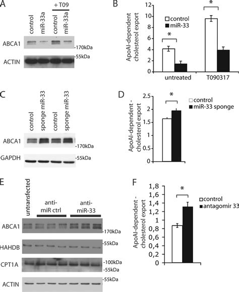 Mir 33 Reduces Endogenous Abca1 Protein Levels And Modulates Cellular