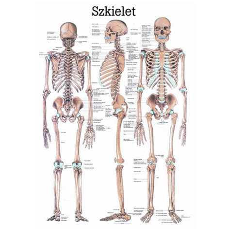 Szkielet Cz Owieka Fantom Pomoce Dydaktyczne Fantomy Szkoleniowe