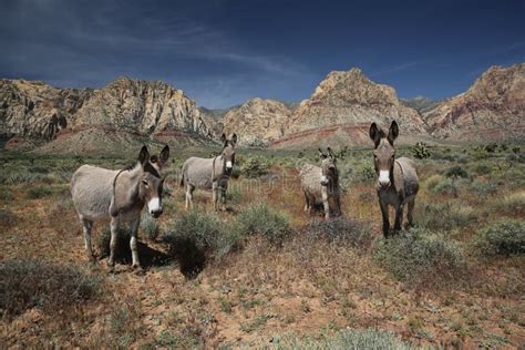 Burros Selvatico Con Foal Nel Deserto Di Nevada Fotografia Stock