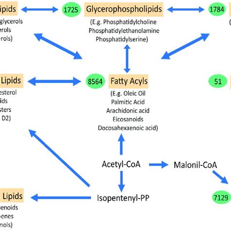 Pdf Lipid Metabolic Alterations In The Alsftd Spectrum Of Disorders