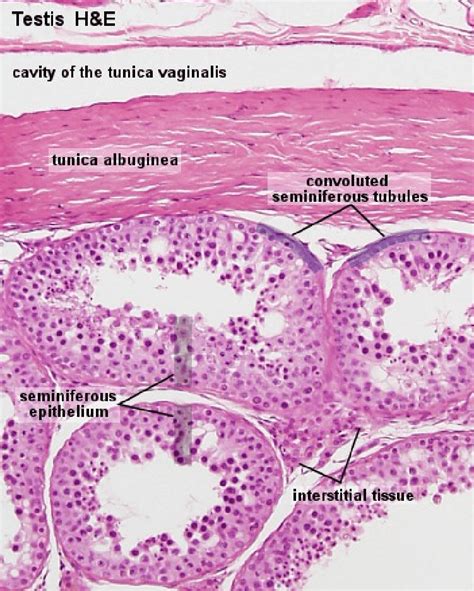 Testis Histology Diagram