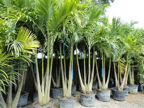 Big Christmas Palm Clusters Triple And Quad Trunks Beautifully