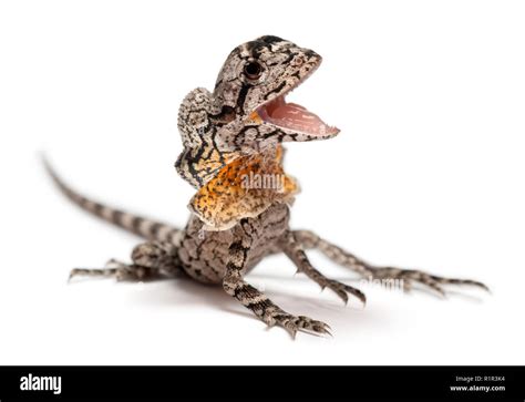 Frill Necked Lizard Also Known As The Frilled Lizard Chlamydosaurus