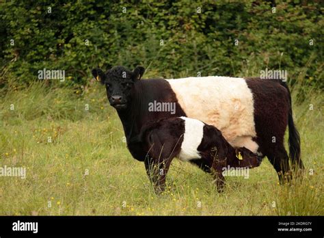 Belted Galloway cattle Stock Photo - Alamy