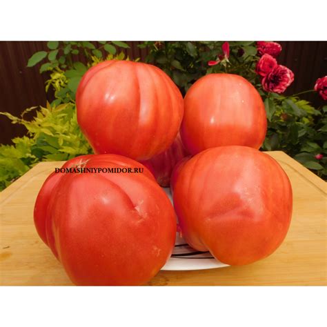 Фаворит 5 (Faworyt 5, Brad's Black Heart x malinowa sakiewka, Польша)