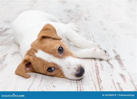 Sleeping Jack Russell Terrier Puppy Stock Image - Image of paper, animal: 262980979