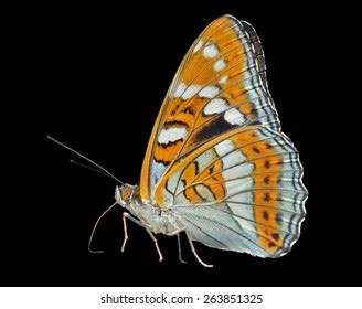 Close Butterfly Limenitis Populi Ussuriensis Profile Stock Photo