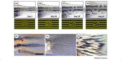 Is Pigment Patterning In Fish Skin Determined By The Turing Mechanism