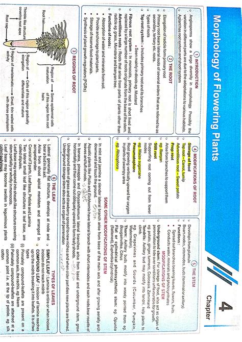 SOLUTION Mind Map Morphology Of Flowering Plants Studypool