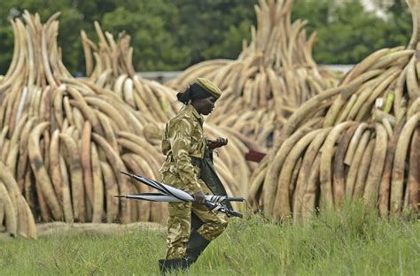 More Than 100 Nations Say the Legal Ivory Trade Must End | TIME