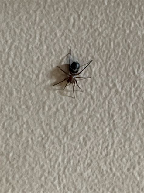 Spider ID : r/bugidentification