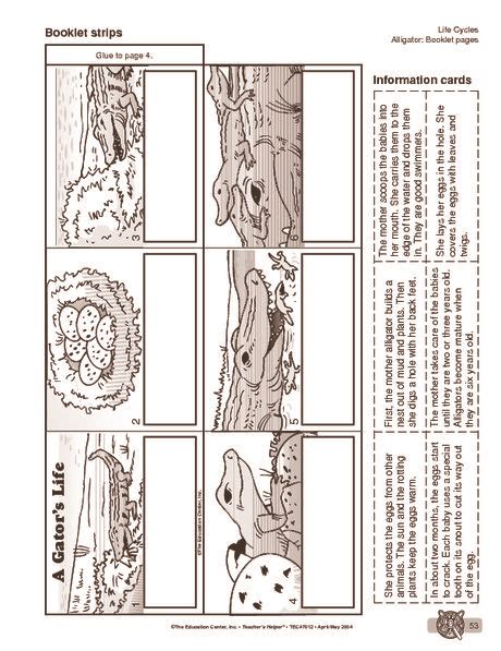 Science Booklet: life cycle of an alligator - The Mailbox | Life cycles, Science life cycles ...