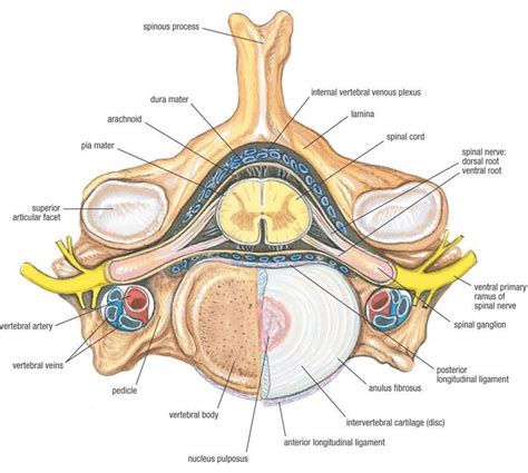 The Difference Between Foraminal Central Lateral Recess Stenosis In