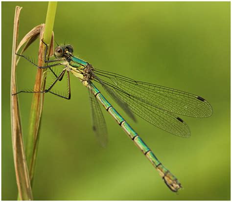 Lestes Dryas Leste Dryade