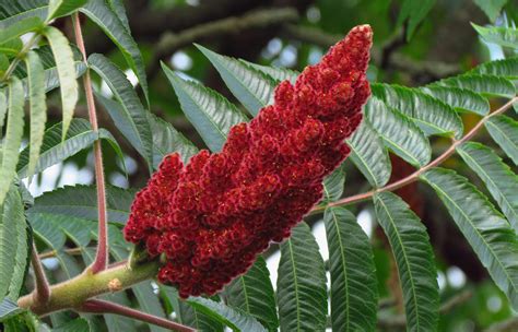 Sumac Wu Bei Zi Yan Fu Zi White Rabbit Institute Of Healing