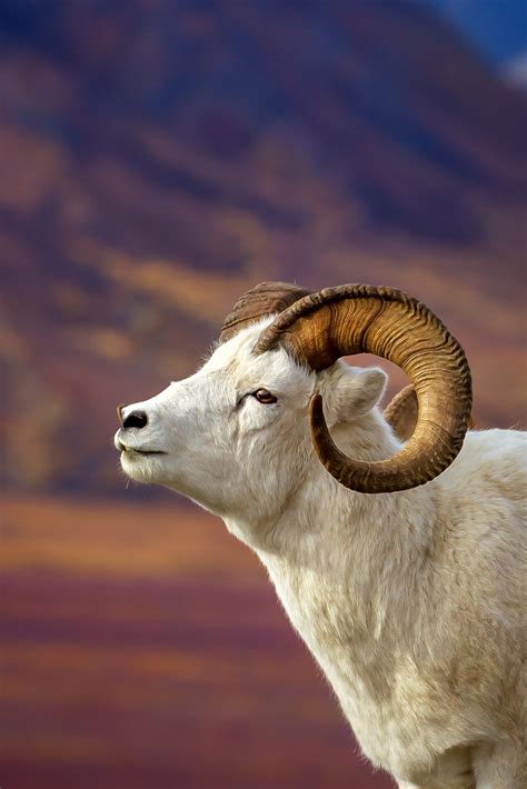 Dall Sheep Closeup In Alaska Denali Natl Park Fine Art Print Photos