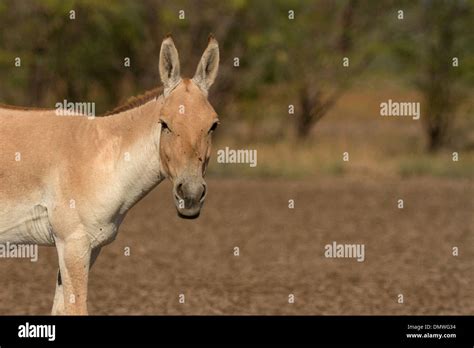 Portrait Of An Indian Wild Ass Equus Hemionus Khur At Wild Ass