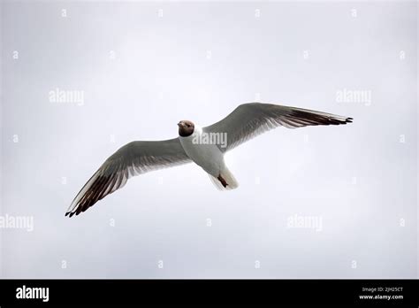 Flying Black And White Seagull Stock Photo Alamy