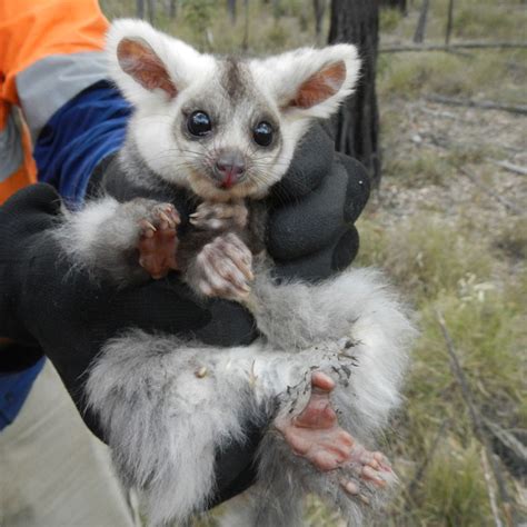 Australias Greater Glider Now An Endangered Species And Its Not The