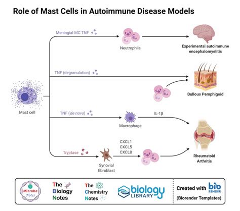 Mast Cells Definition Structure Immunity Types Functions