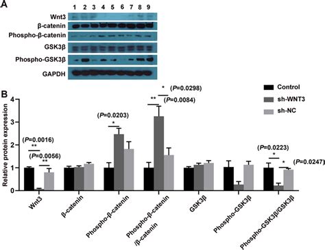 Loss of WNT3 suppressed the Wnt β catenin signaling pathway A