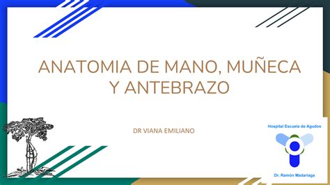 Solution Anatomia De Mano Mu Eca Y Antebrazo Studypool