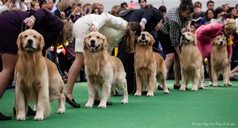 The History of the Westminster Kennel Club Dog Show