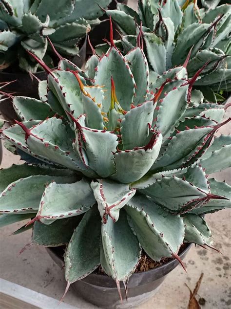 Succulents In Containers Cacti And Succulents Planting Succulents