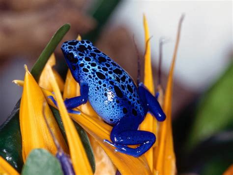 Stunning Blue Poison Dart Frog HD Wallpaper