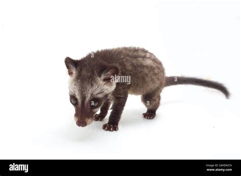 Baby Civet Cat