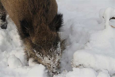 Was Machen Wildschweine Im Winter Waldpedia De