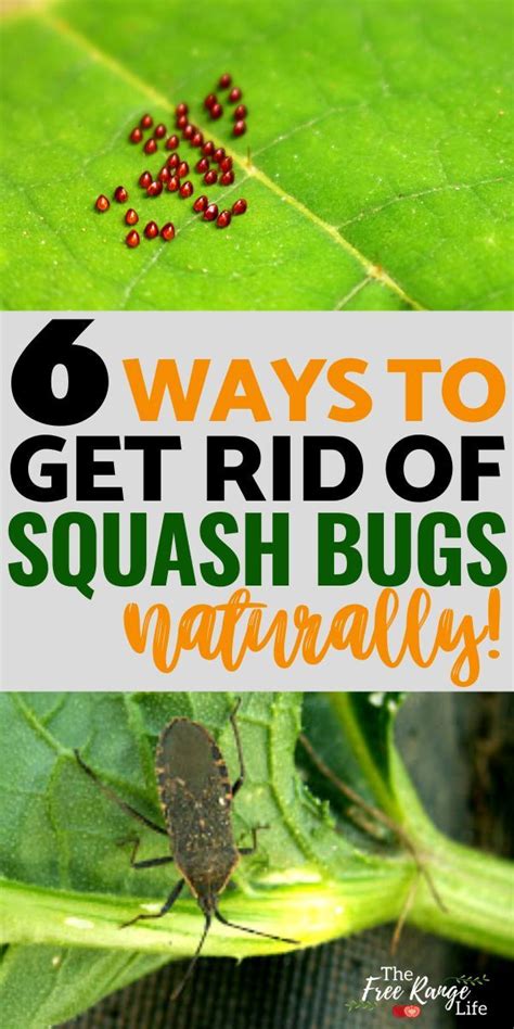 6 Ways To Naturally Eliminate Squash Bugs In Your Organic Garden