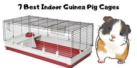 7 Best Indoor Guinea Pig Cages | Hutch and Cage