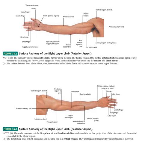 Surface Anatomy of the Upper limb