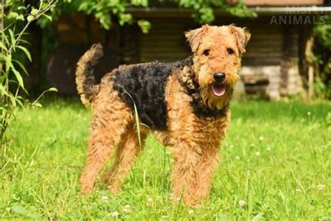 Airedale Terrier Size: Weight, Height, And Growth Chart