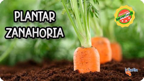 Como Sembrar Zanahorias Paso A Paso En El Huerto Orgánico La