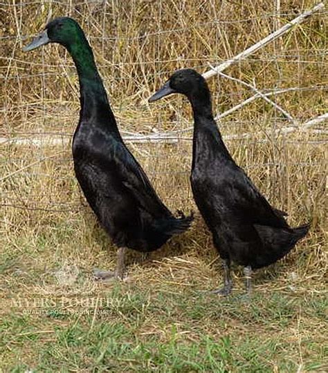 Black Runners For Sale Day Old Poultry Myers Poultry