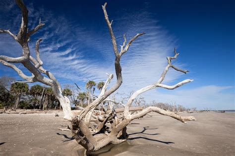 Premium Photo | Botany bay beach