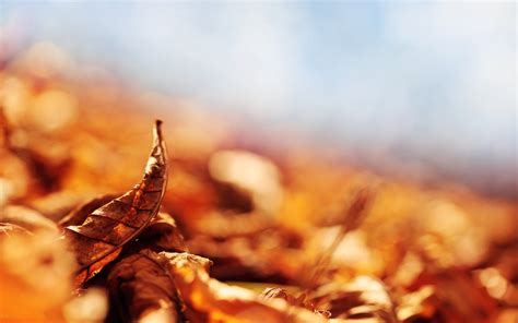 Wallpaper X Px Depth Of Field Fall Leaves Macro Nature