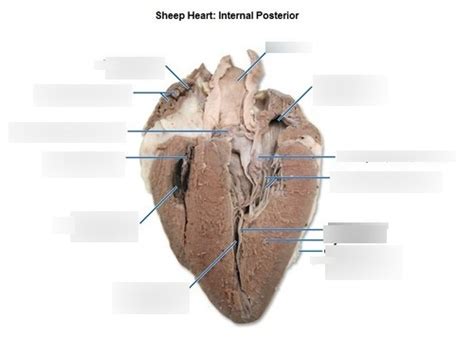 BI 242 Lab 2 Sheep Heart Internal Posterior Diagram Quizlet