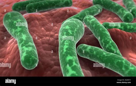 Clostridium Botulinum Fotografías E Imágenes De Alta Resolución Alamy