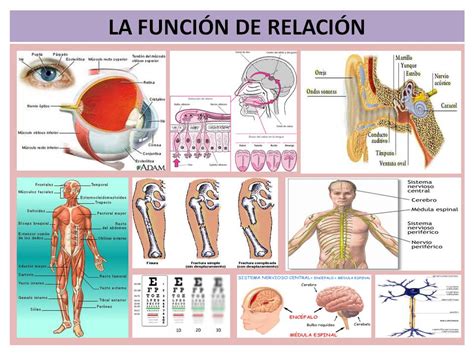 Sexto Curso Ceip Carteia La Función De Relación