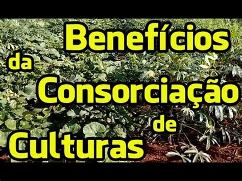 Benef Cios Da Consorcia O De Culturas Agroecologia Youtube