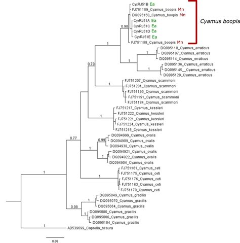 Bayesian Phylogeny Of Cyamus Based On Bp Coi Fragment