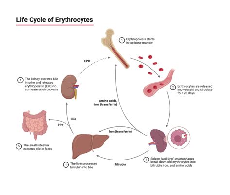 Life Cycle Of Erythrocytes Biorender Science Templates