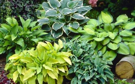 Care Guide How To Grow Hostas